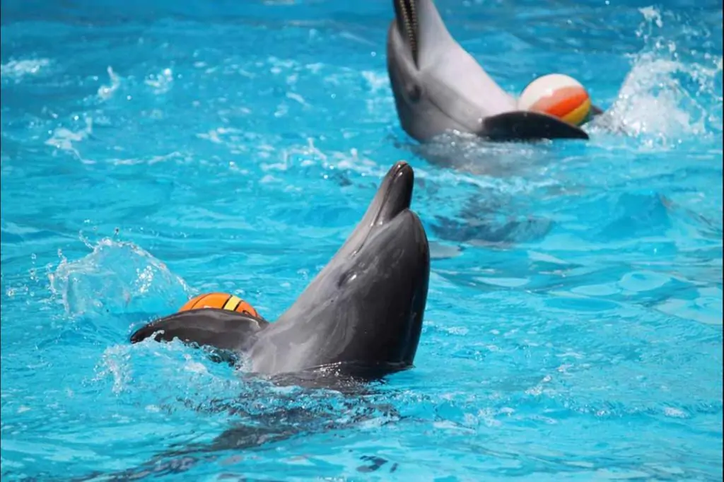 Dolphin Show